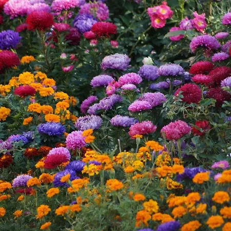 Gaestehaus Minkel Daire *