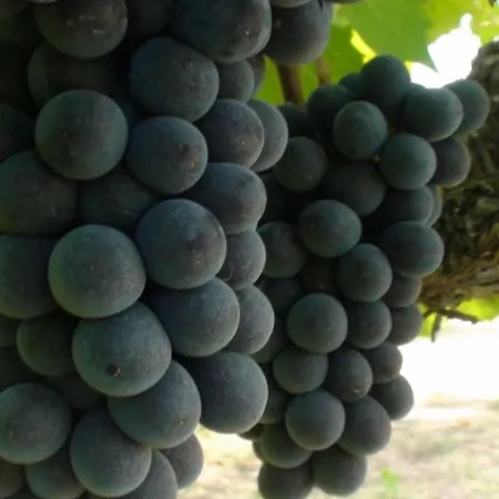 Gaestehaus Minkel Daire Gudensberg